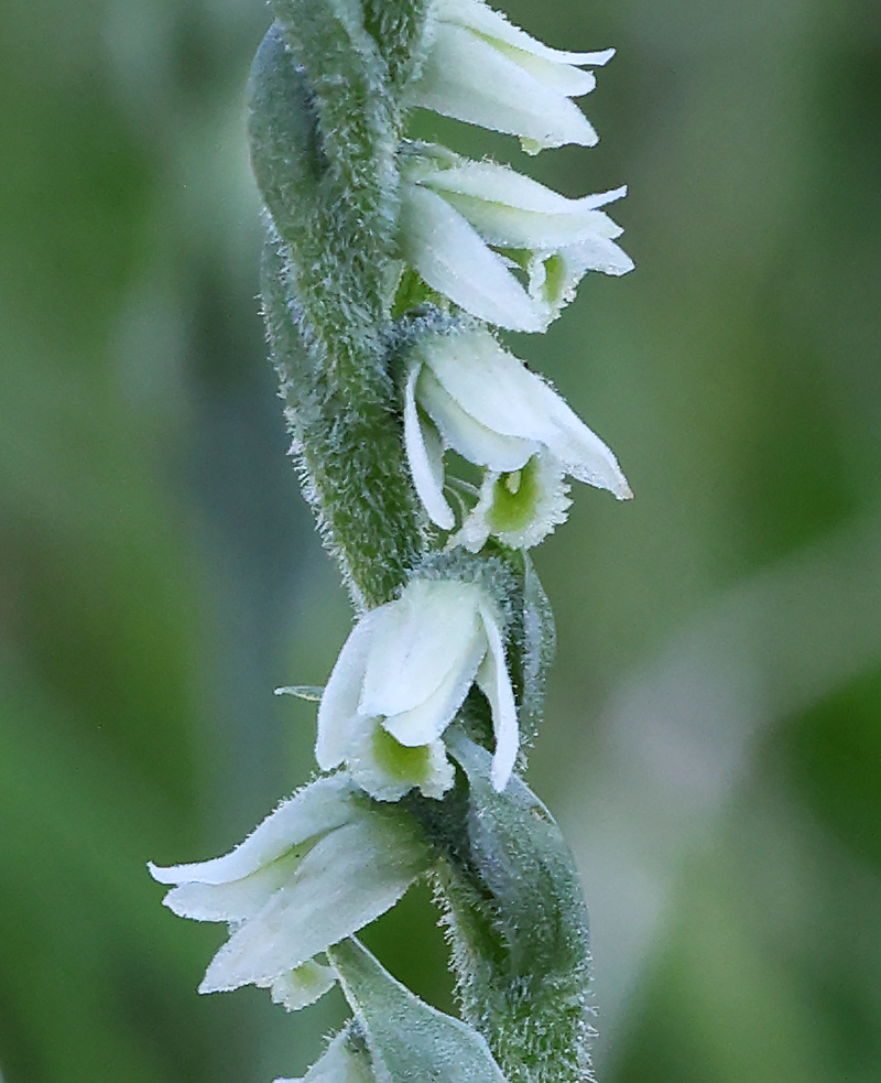 autumn lady's tresses